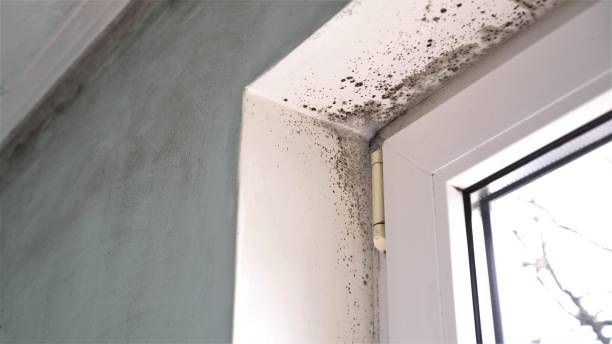 Best Attic Mold Removal  in Cos Co, CT