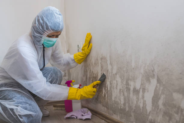Best Commercial Mold Removal  in Cos Co, CT
