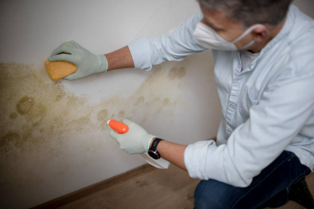 Best Affordable Mold Removal  in Cos Co, CT