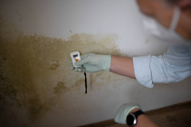 Best Black Mold Removal  in Cos Co, CT