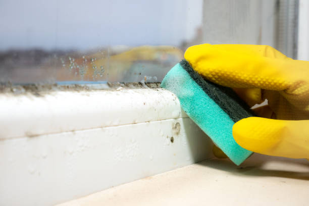 Best Toxic Mold Removal  in Cos Co, CT