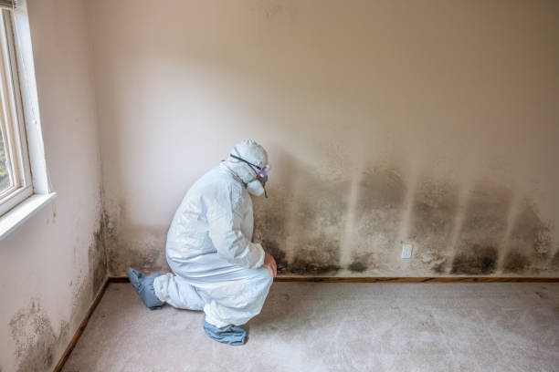 Best Mold Removal and Inspection  in Cos Co, CT