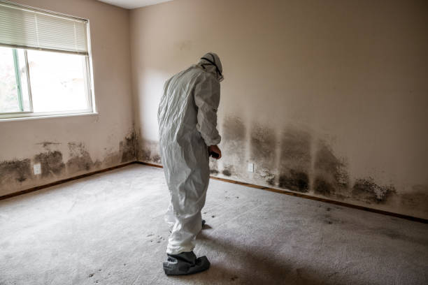Best Same-Day Mold Removal  in Cos Co, CT