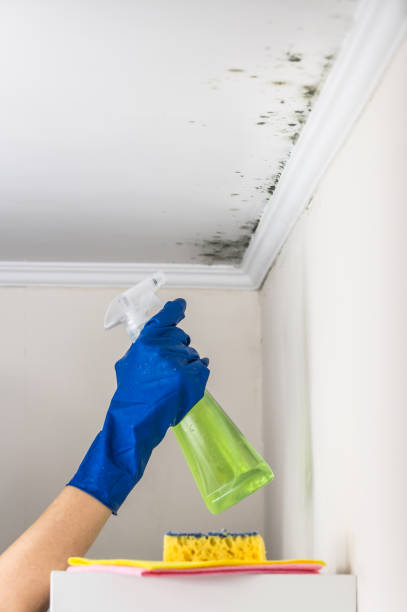 Best Office Mold Removal Services  in Cos Co, CT